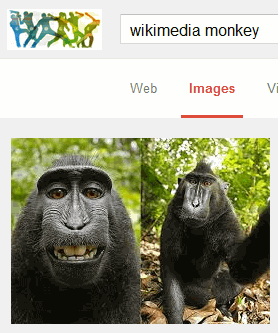 Wikimedia Monkey
